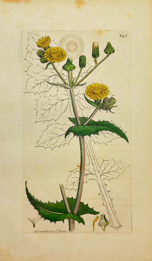 Antique Print - James Sowerby - Sonchus Oleraceus - Common Sow-thistle - F1