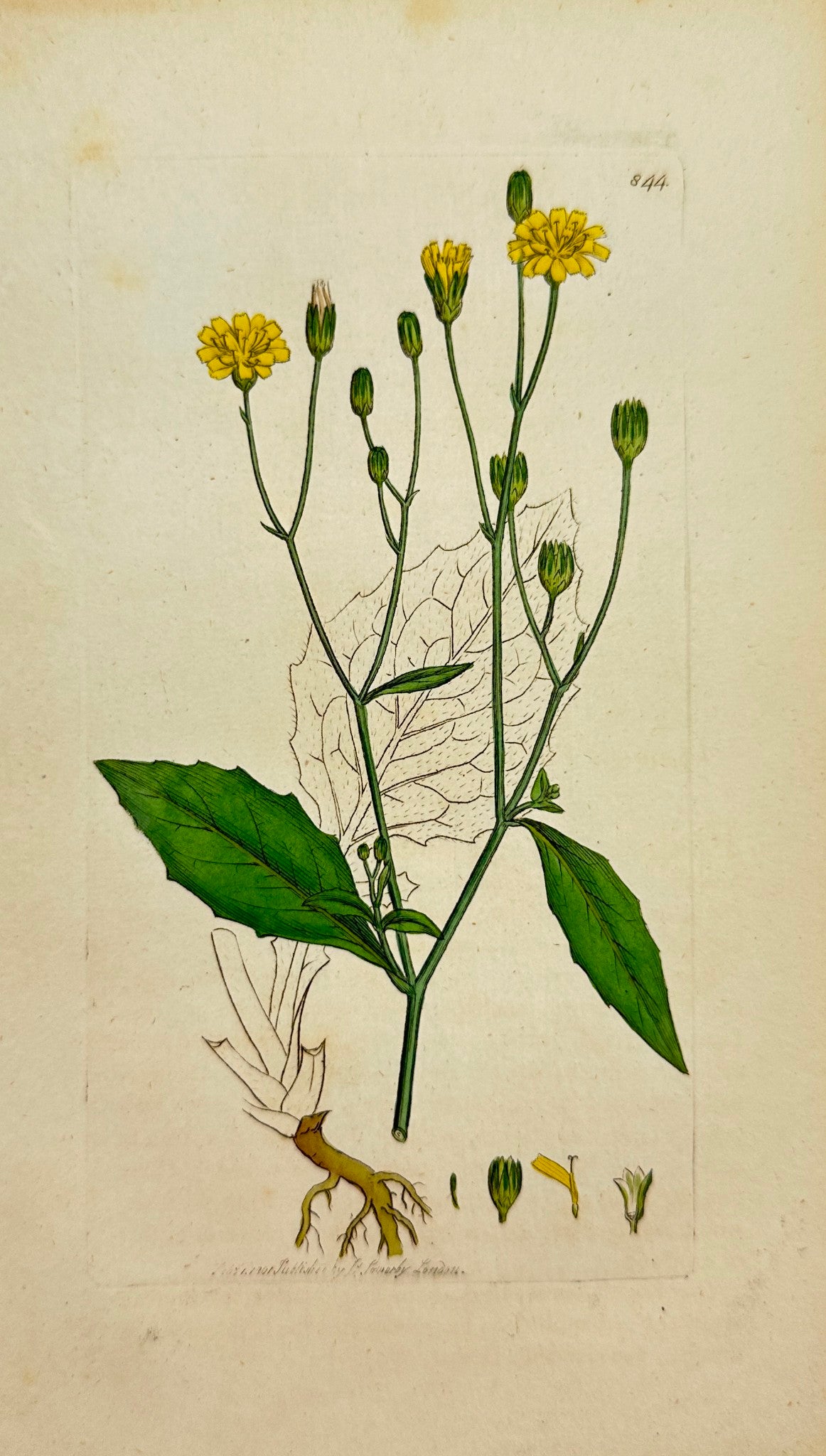 Antique Botanical Print - James Sowerby - Lapsana Communis - Nipple-wort - F1