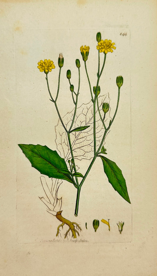 Antique Botanical Print - James Sowerby - Lapsana Communis - Nipple-wort - F1