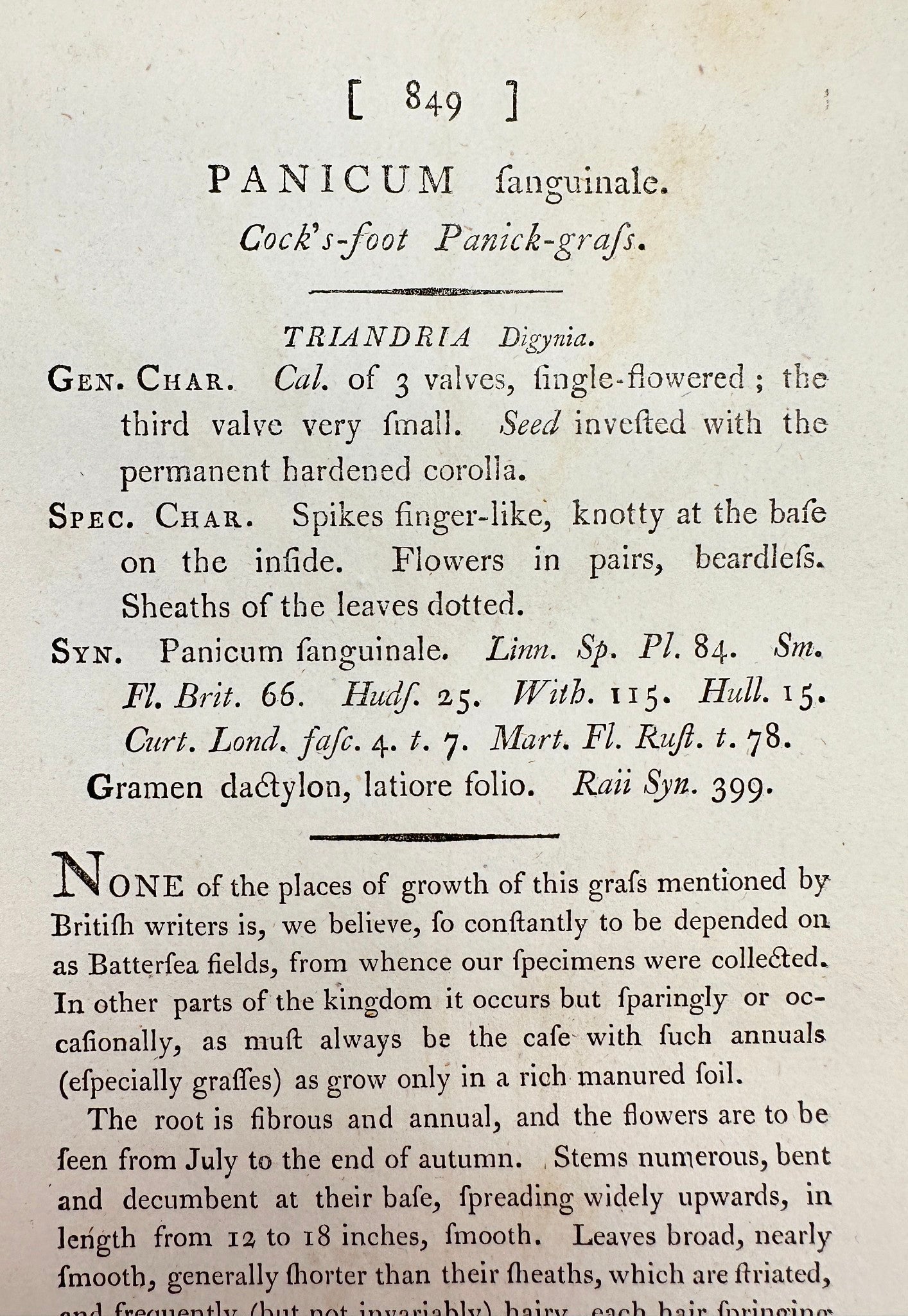 Antique Botanical Print - James Sowerby - Panicum Sanguinale - Crabgrass - F1