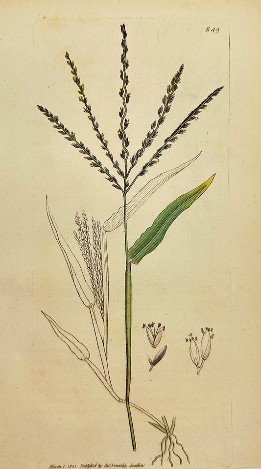 Antique Botanical Print - James Sowerby - Panicum Sanguinale - Crabgrass - F1