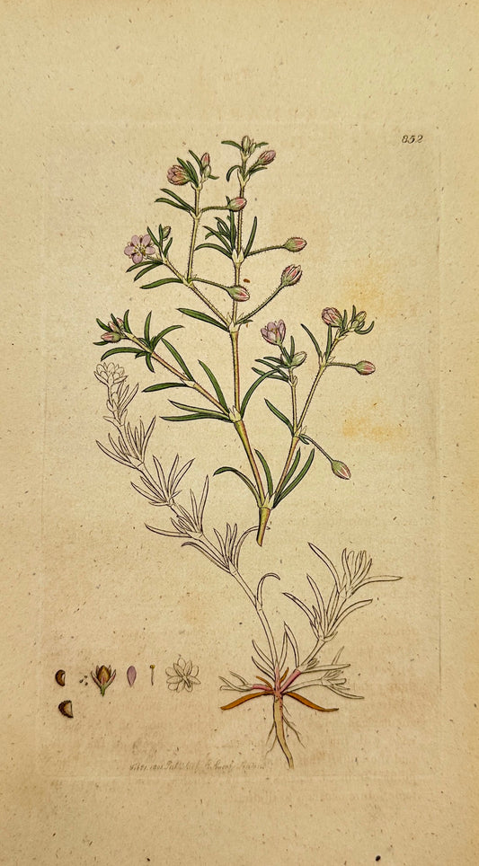 Antique Botanical Print - James Sowerby - Arenaria Rubra - Purple Sandwort - F1