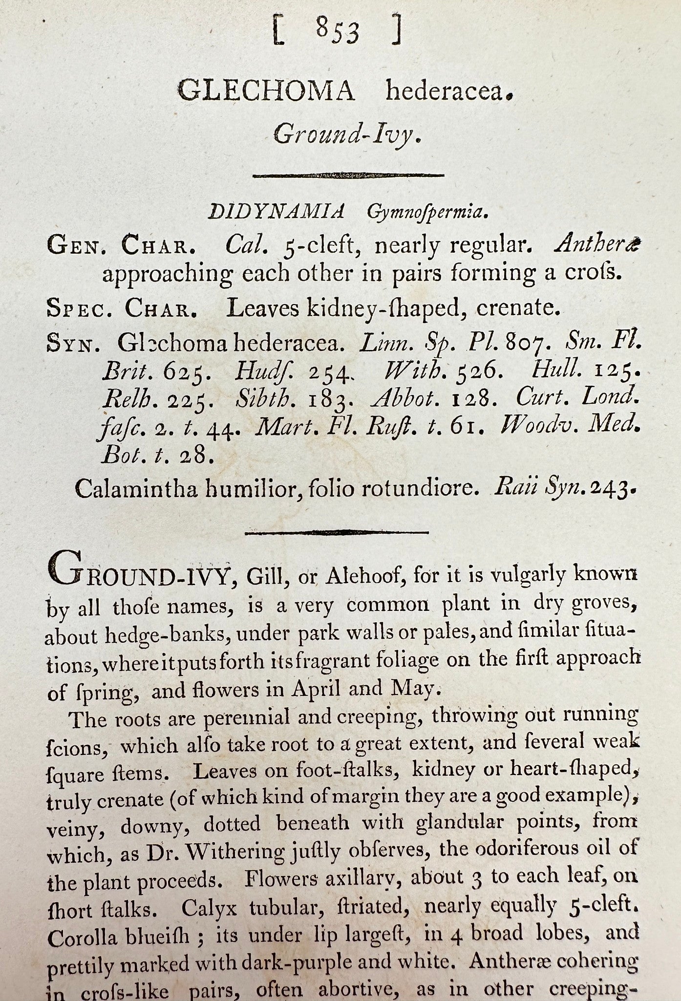 Antique Botanical Print - James Sowerby - Glechoma Hederacea - Ground-Ivy - F1