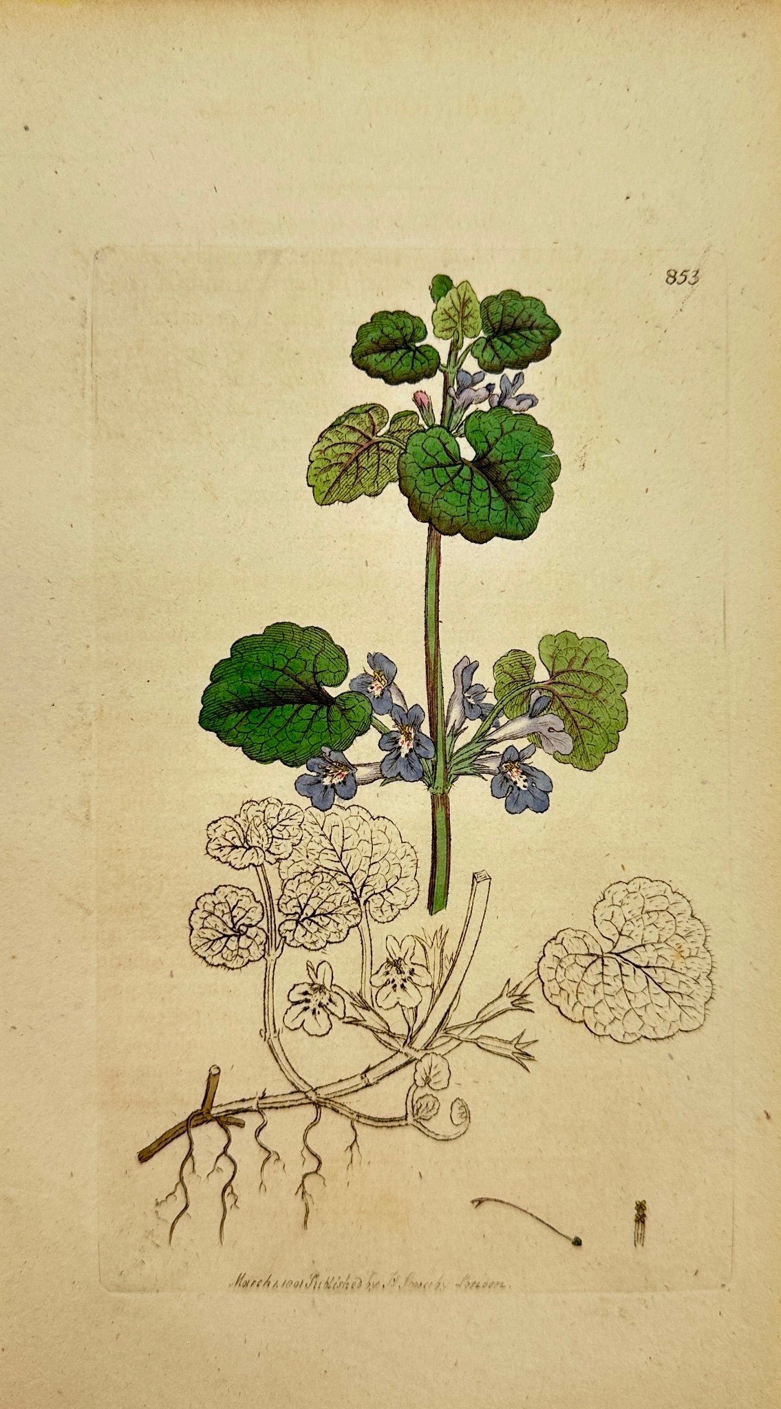 Antique Botanical Print - James Sowerby - Glechoma Hederacea - Ground-Ivy - F1
