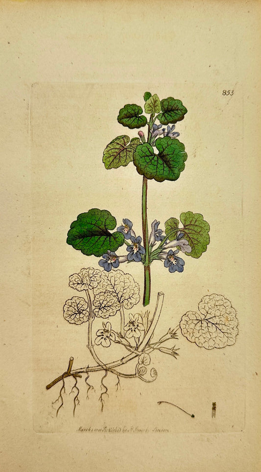 Antique Botanical Print - James Sowerby - Glechoma Hederacea - Ground-Ivy - F1