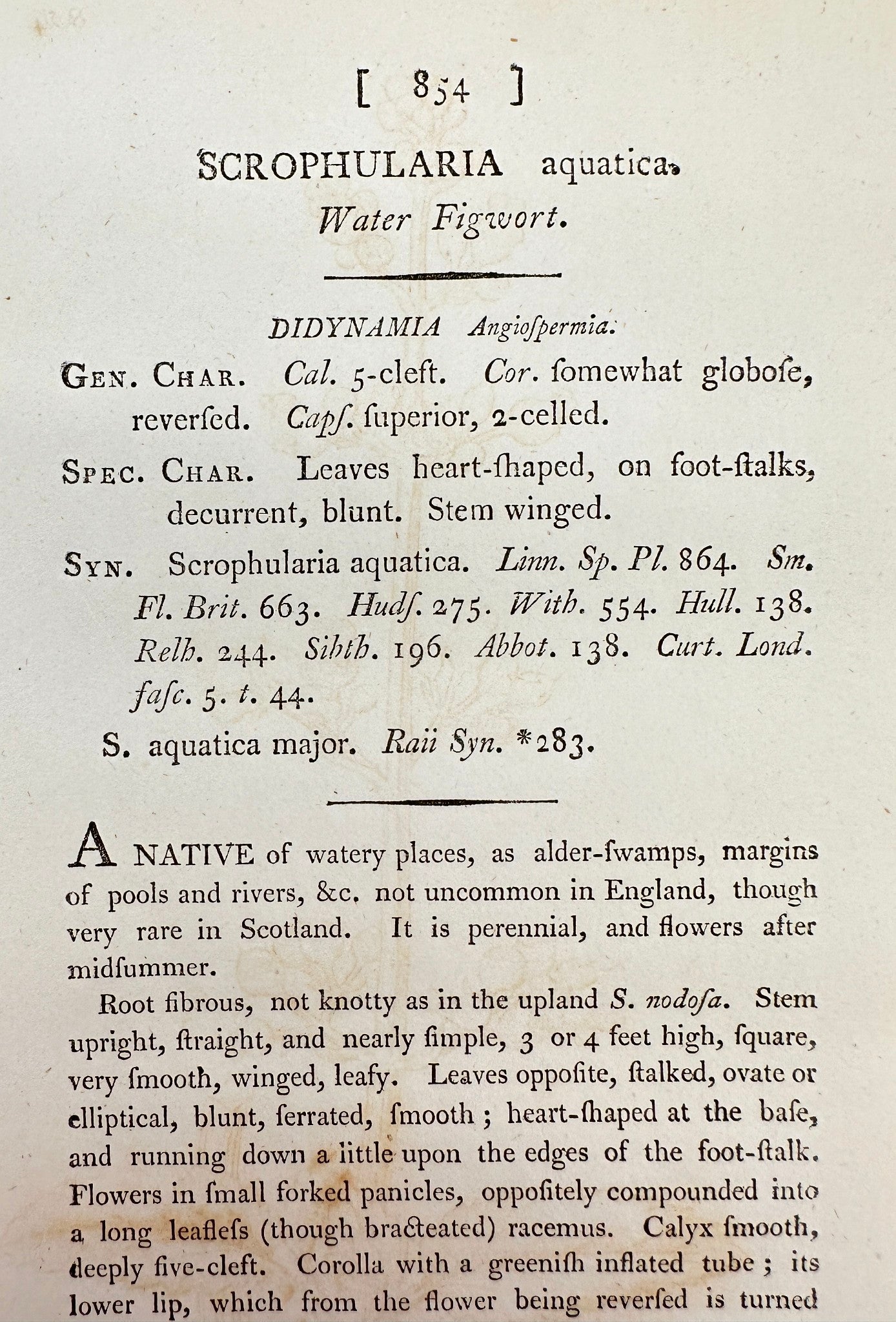 Antique Print - James Sowerby - Scrophularia Aquatica - Water Figwort - F1