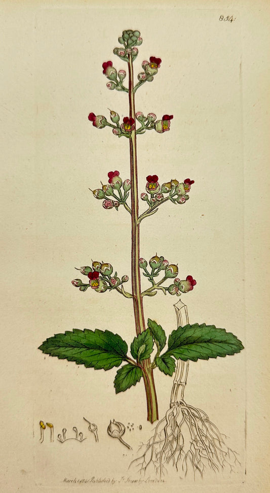 Antique Print - James Sowerby - Scrophularia Aquatica - Water Figwort - F1