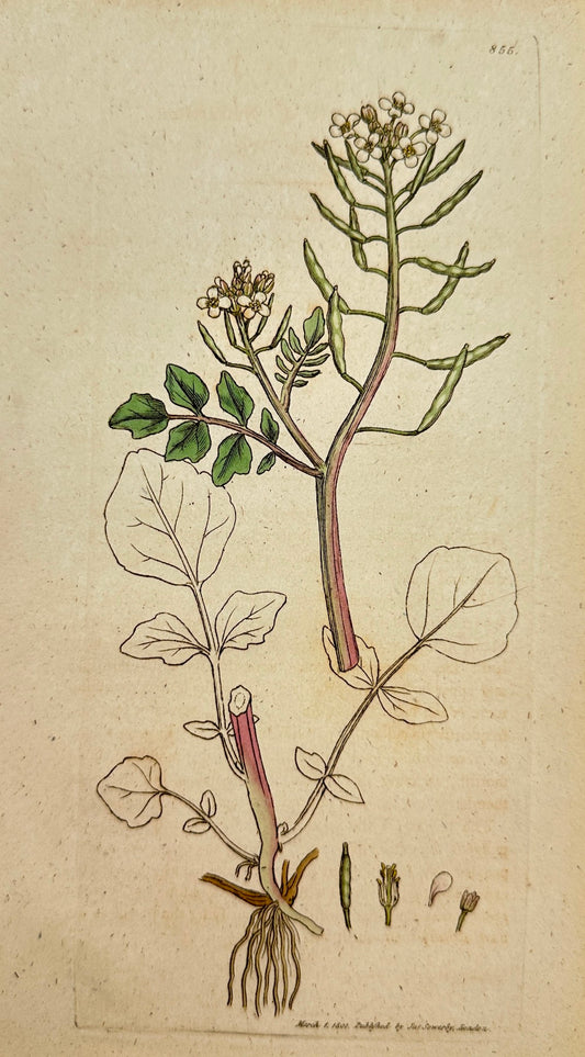 Antique Print - James Sowerby - Sisymbrium Nasturtium - Water Cress - F1