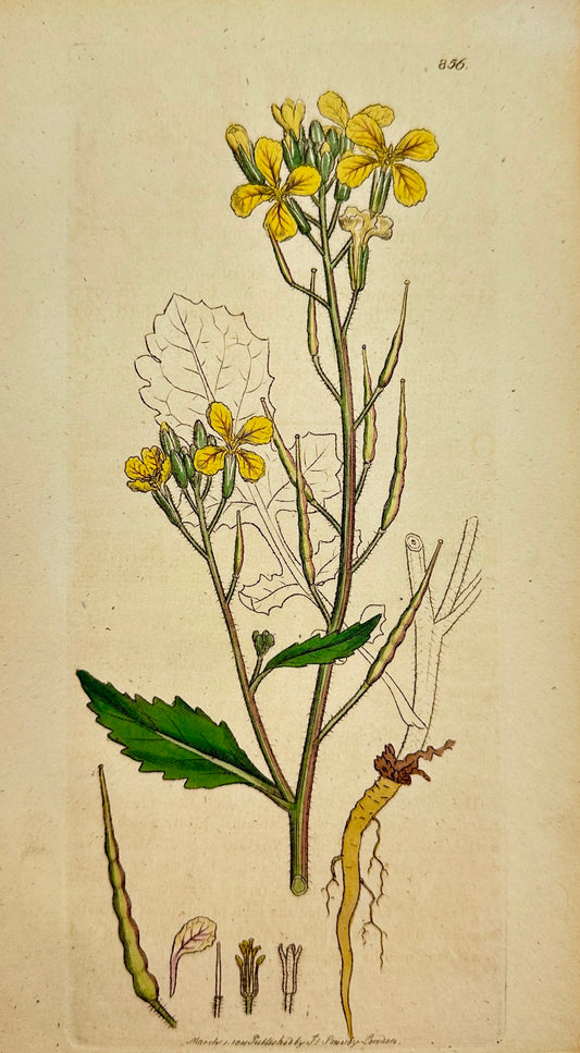 Antique Print - James Sowerby - Raphanus Raphanistrum - Wild Radish - F1