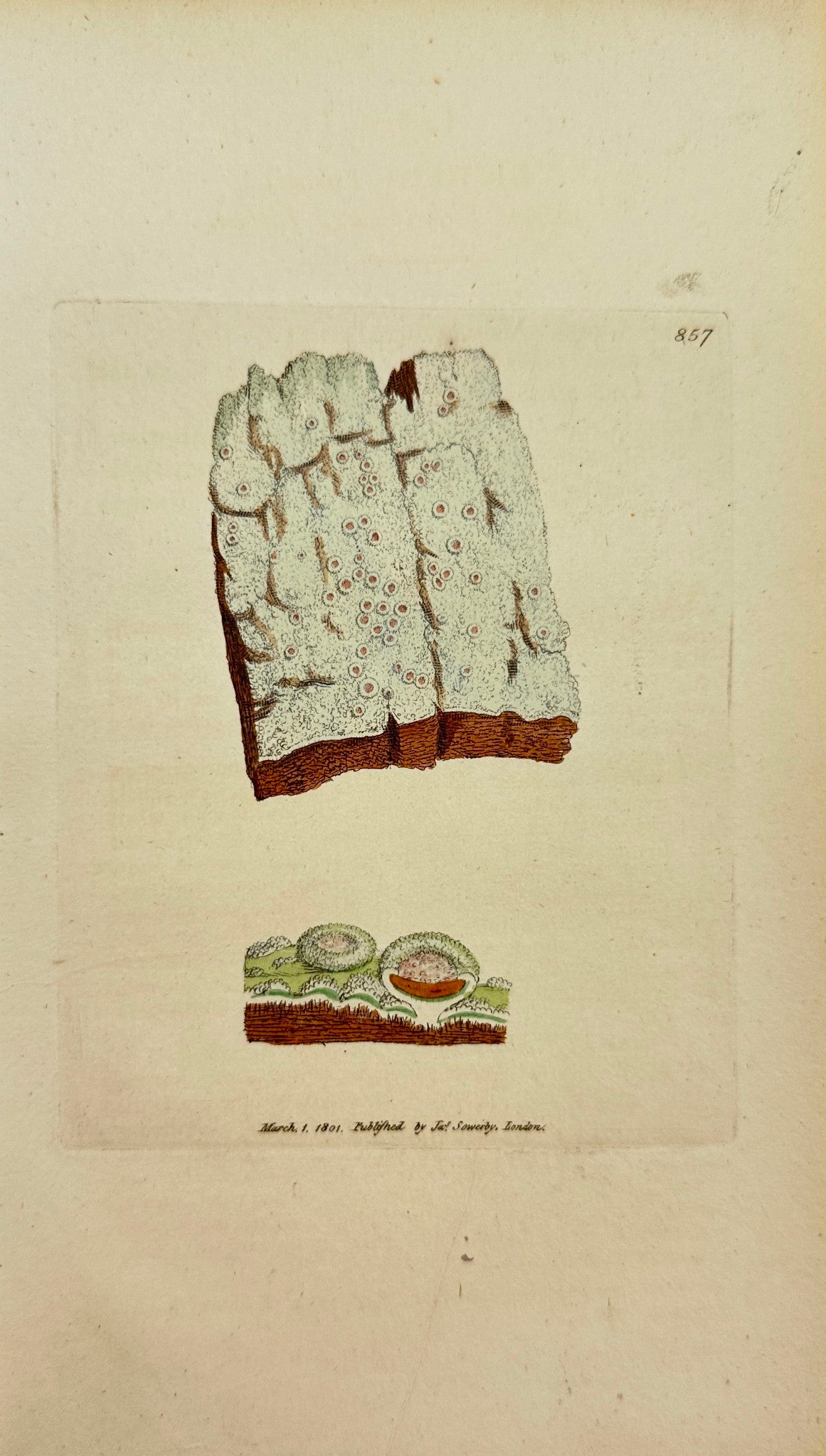 Antique Print - Sowerby - Lichen Turneri - Mealy Flesh-coloured Lichen - F1
