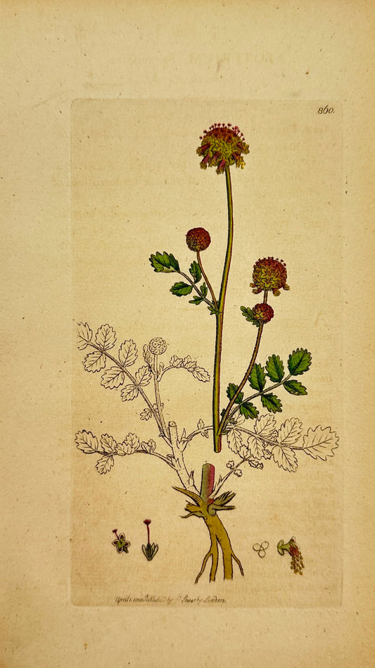 Antique Print - James Sowerby - Poterium Sanguisorba - Common Burnet - F1