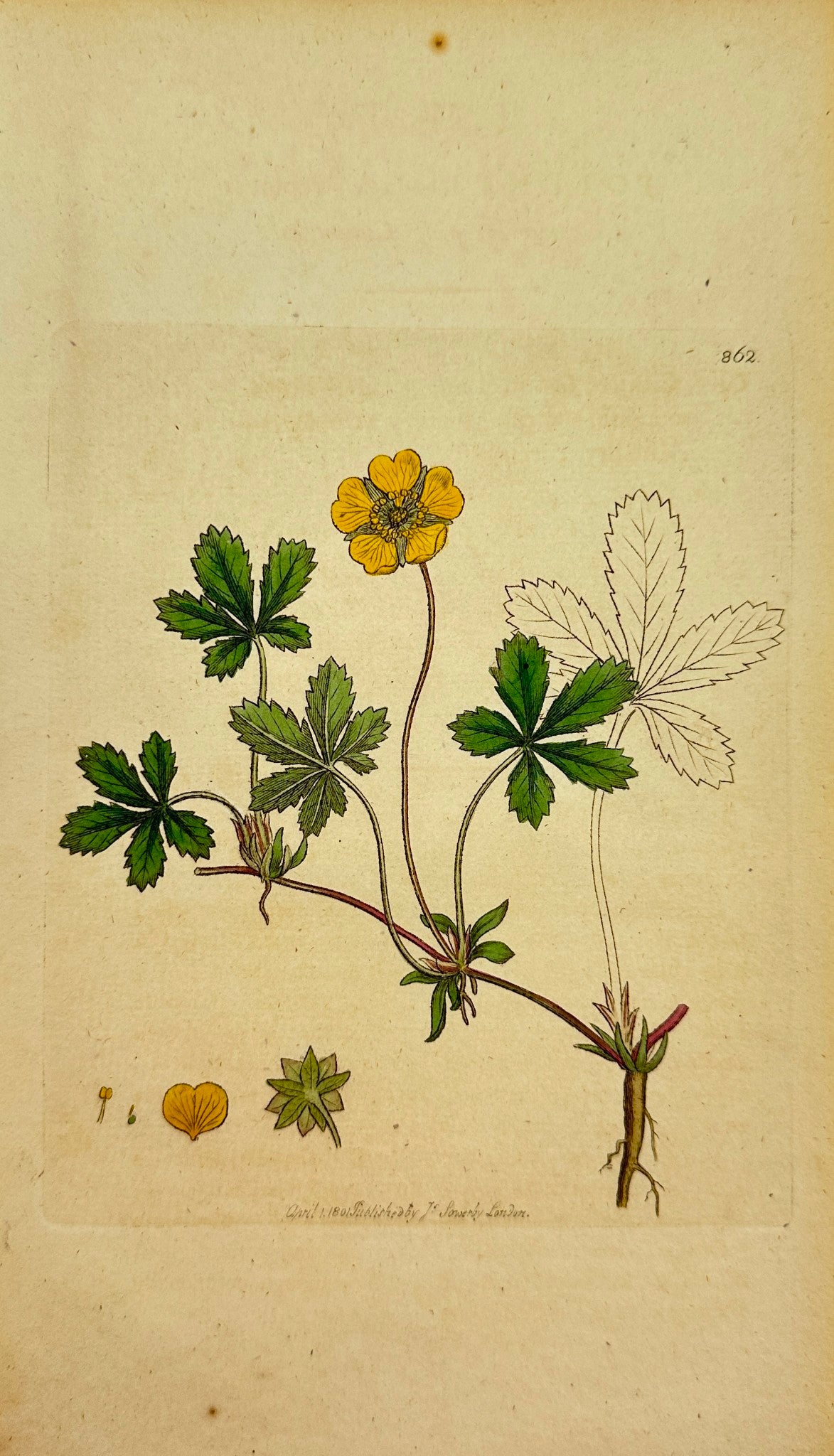 Antique Print - Sowerby - Potentilla Reptans - Common creeping Cinquefoil - F1