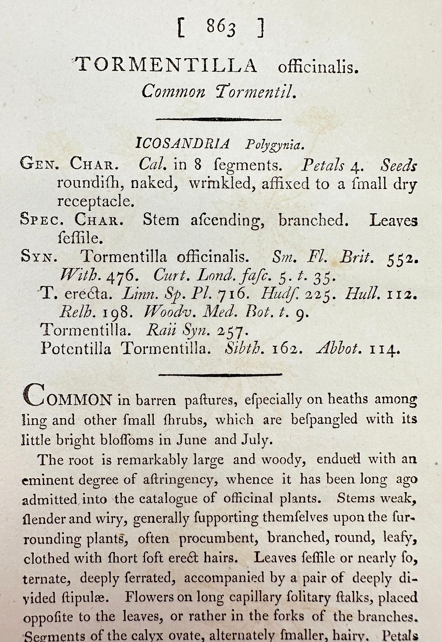 Antique Print - James Sowerby - Tormentilla Officinalis - Common Tormentil - F1