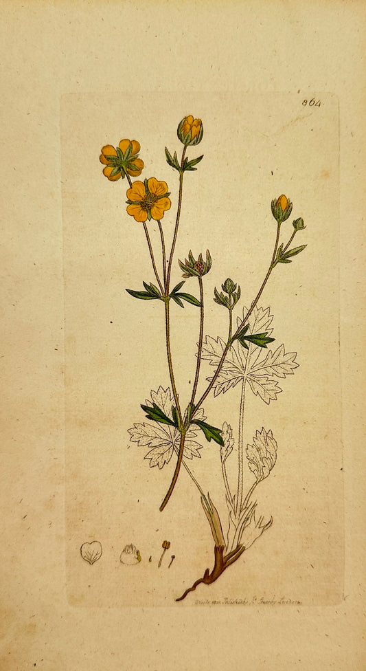 Antique Print - James Sowerby - Tormentilla Reptans - Trailing Tormentil - F1