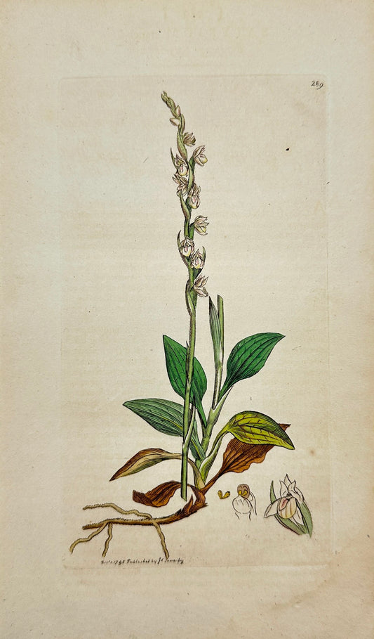 Antique Print - James Sowerby - Satyrium Repens - Creeping Satyrion - F1