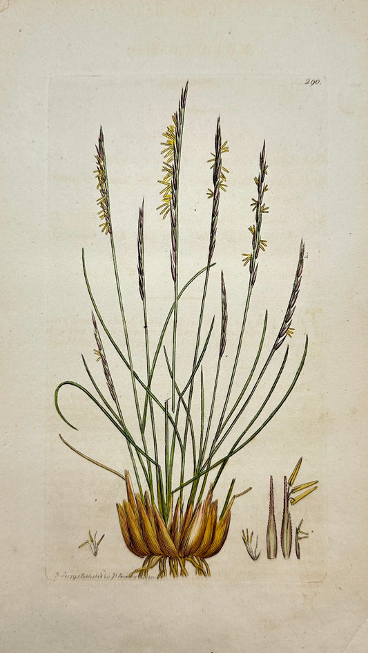 Antique Botanical Print - James Sowerby - Nardus Stricta - Mat-grafs - F1