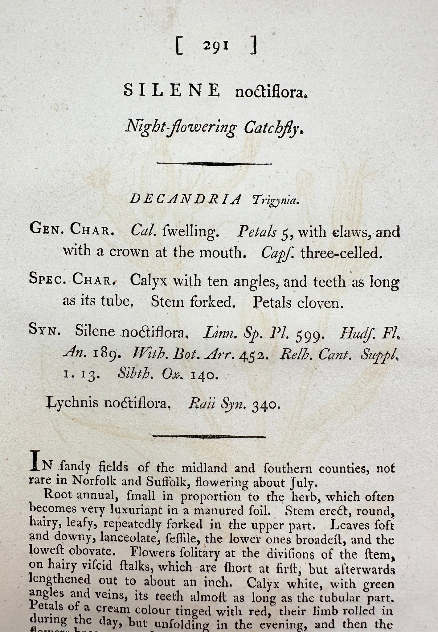 Antique Print - Sowerby - Silene Noctiflora - Night-flowering Catchfly - F1