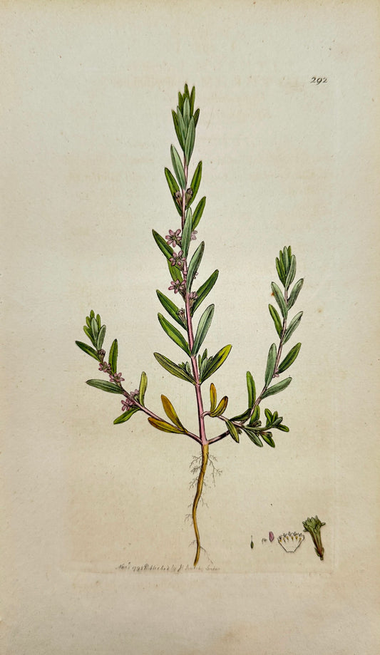Antique Print - Sowerby - Lythrum Hyssopifolium - Hyffop-leaved Grass-poly - F1
