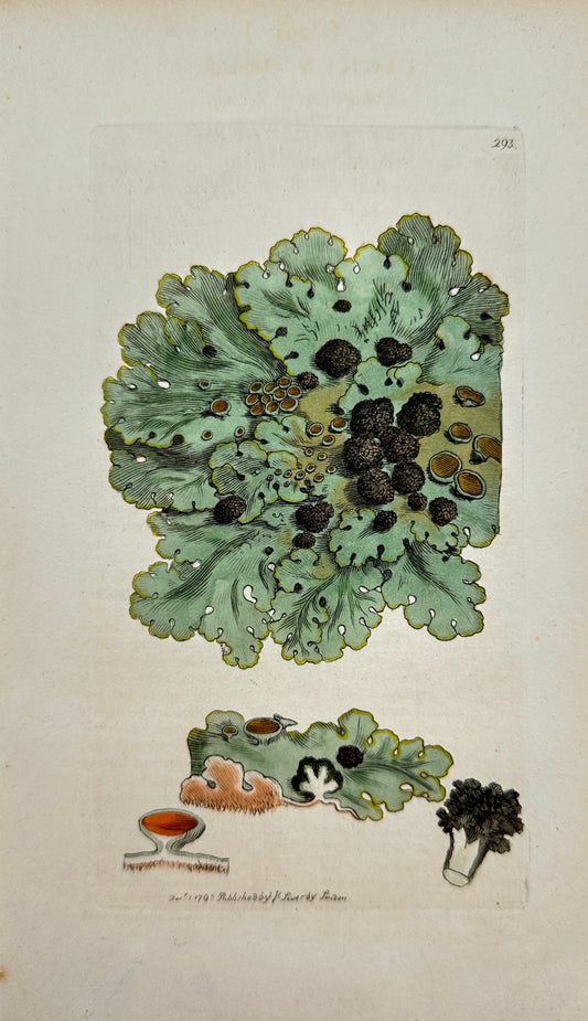 Antique Print - James Sowerby - Lichen Glomuliferus - Ball-bearing Lichen - F1