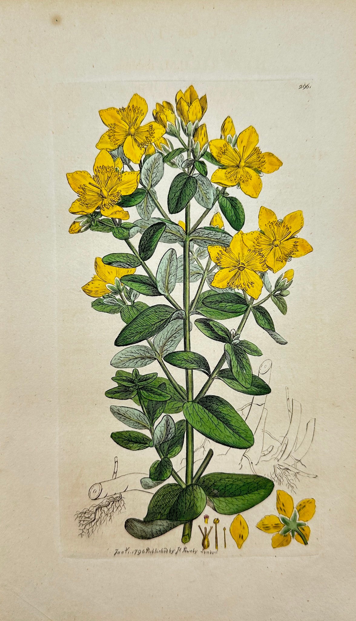 Antique Print - Sowerby - Hypericum Dubium - Imperforate St. John's Wort - F1