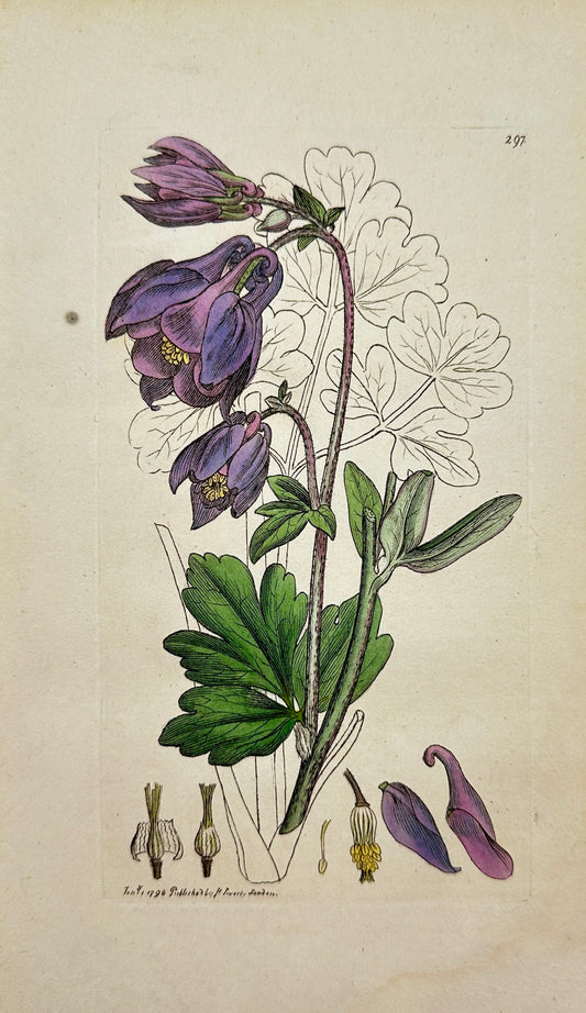 Antique Print - James Sowerby - Aquilegia Vulgaris - Common Columbine - F1