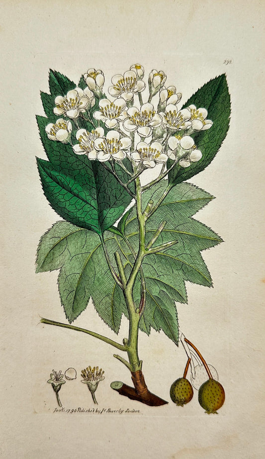 Antique Print - James Sowerby - Crataegus Torminalis - Wild Service Tree - F1