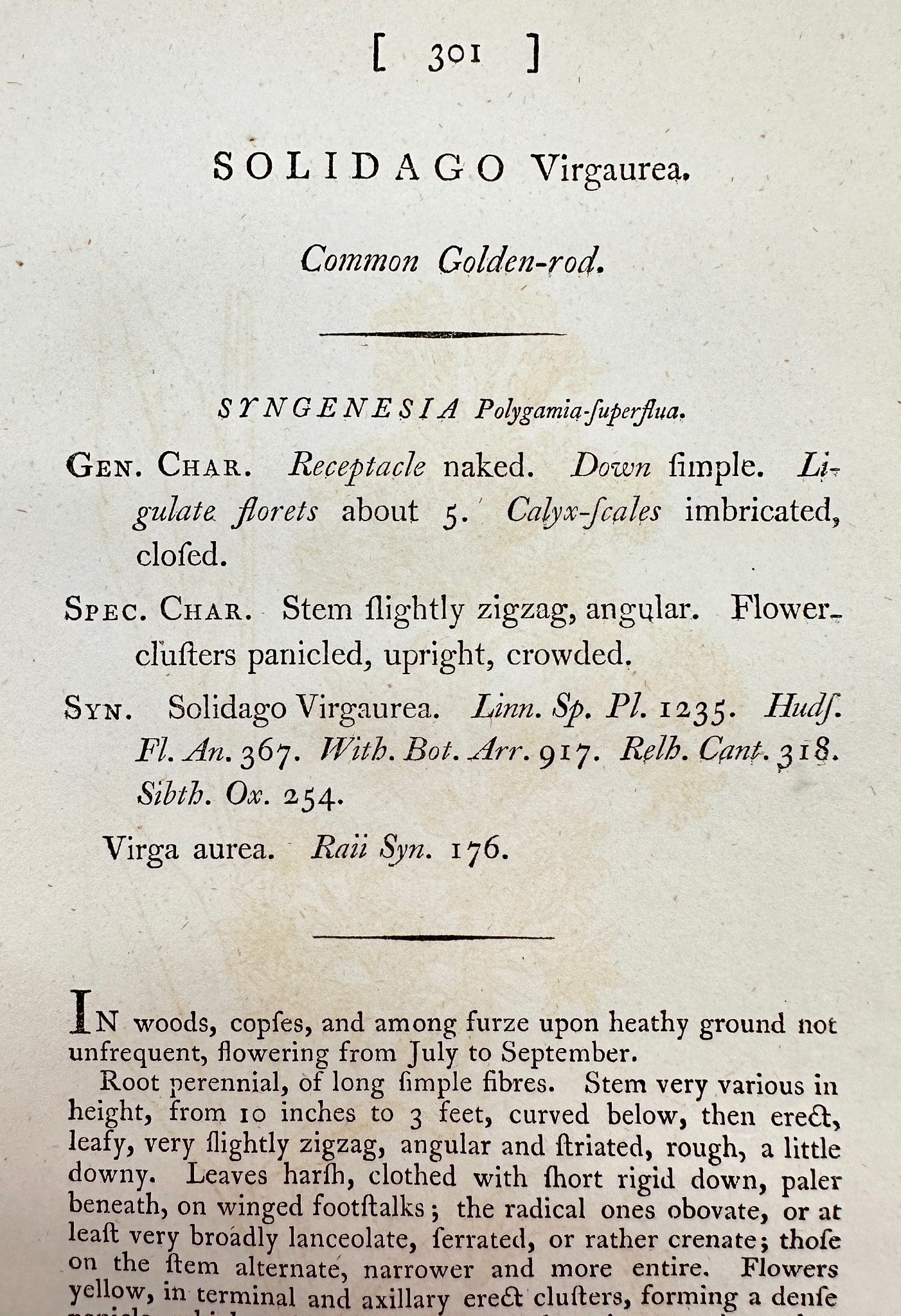 Antique Print - James Sowerby - Solidago Virgaurea - Common Golden-rod - F1