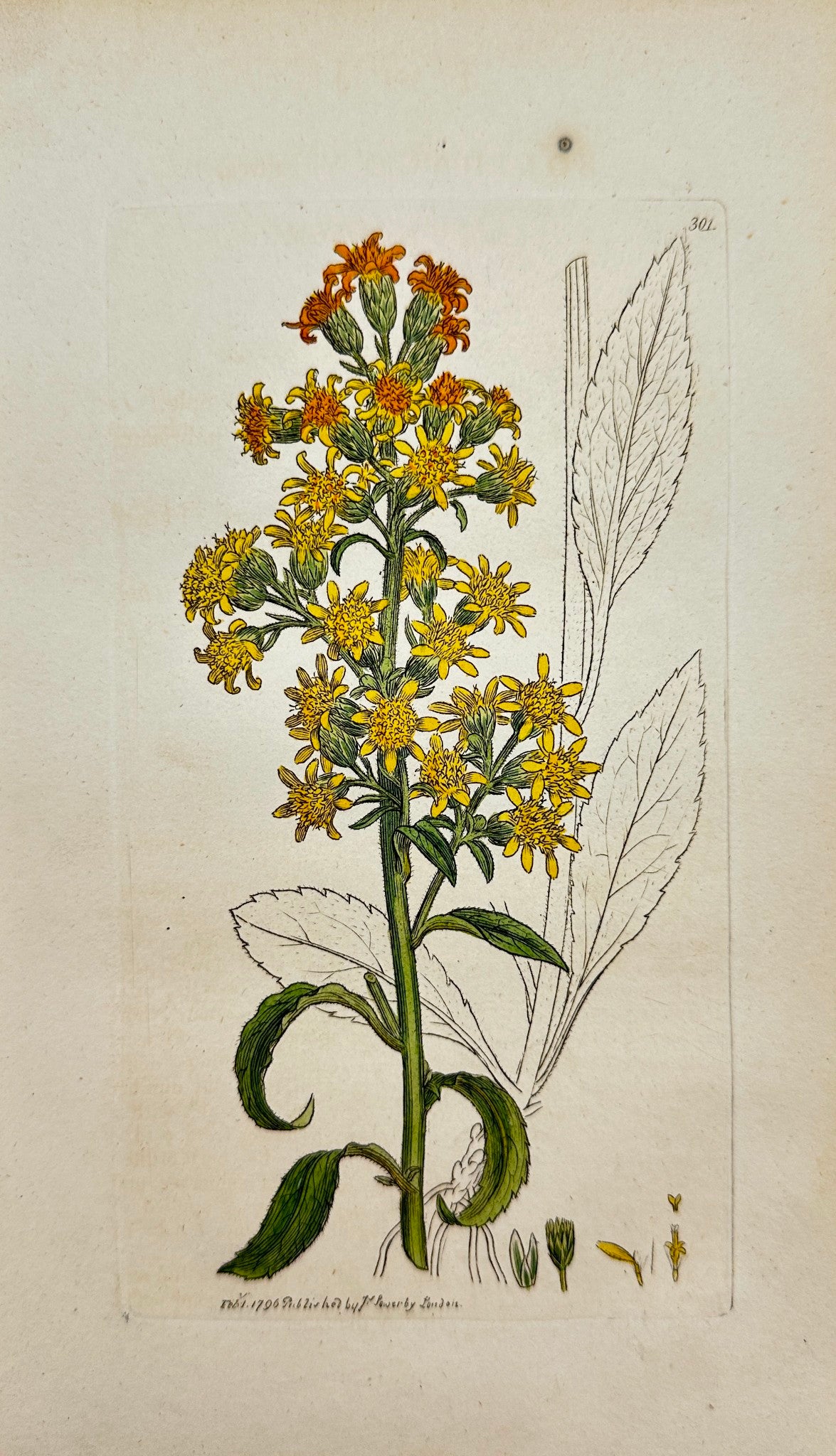 Antique Print - James Sowerby - Solidago Virgaurea - Common Golden-rod - F1