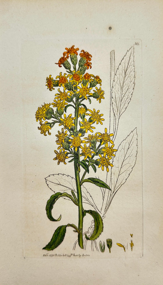 Antique Print - James Sowerby - Solidago Virgaurea - Common Golden-rod - F1