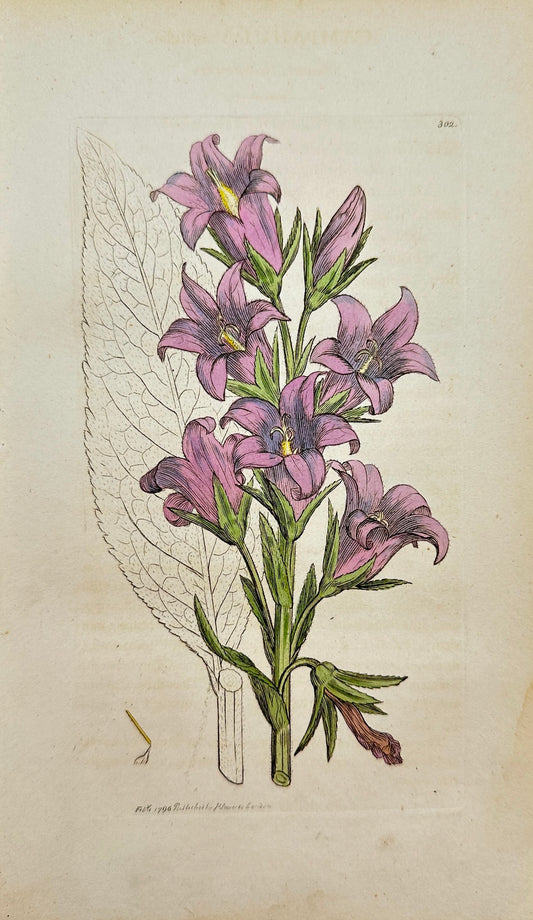 Antique Print - James Sowerby - Campanula Latifolia - Giant Bell-flower - F1