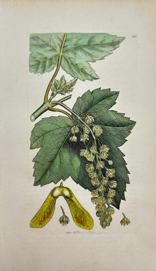 Antique Print - James Sowerby - Acer Pfeudo-Platanus - Greater Maple - F1
