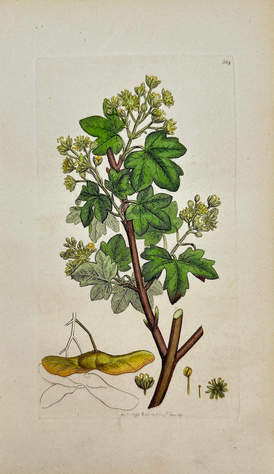 Antique Botanical Print - James Sowerby - Acer Campestre - Common Maple - F1