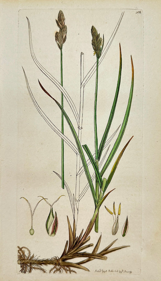 Antique Botanical Print - James Sowerby - Carex Ovalis - Naked Carex - F1