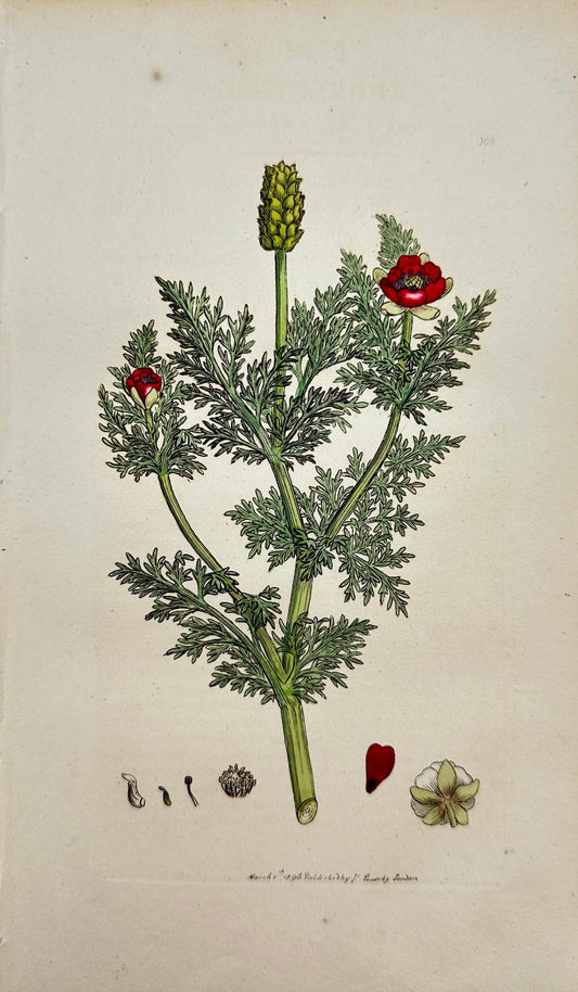 Antique Print - James Sowerby - Adonis Autumnalis - Corn Adonis - F1