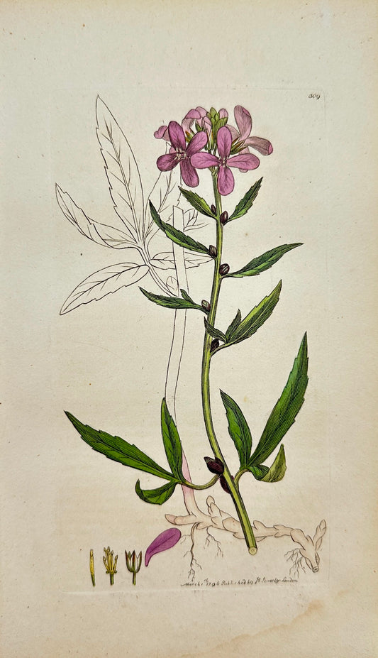 Antique Print - James Sowerby - Dentaria Bulbifera - Bulbiferous Coral-wort - F1