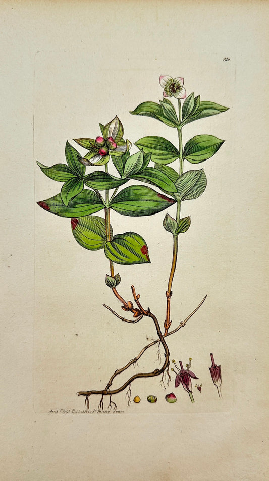Antique Botanical Print - James Sowerby - Cornus Suecica - Dwarf Cornel - F1