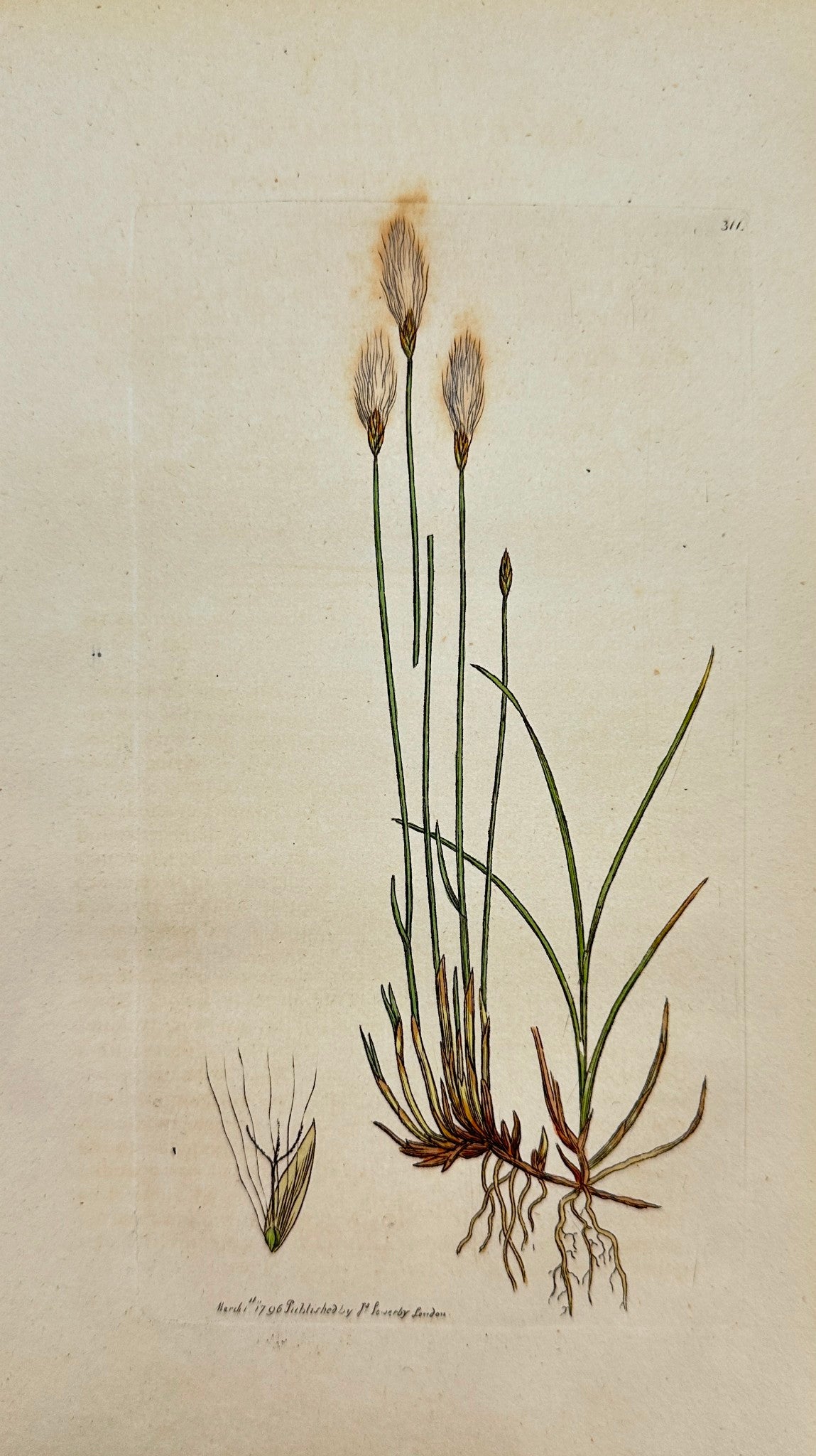 Antique Print - James Sowerby - Eriophorum Alpinum - Alpine Cotton-grafs - F1