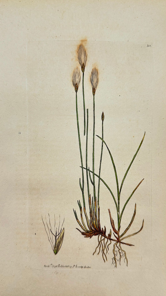 Antique Print - James Sowerby - Eriophorum Alpinum - Alpine Cotton-grafs - F1