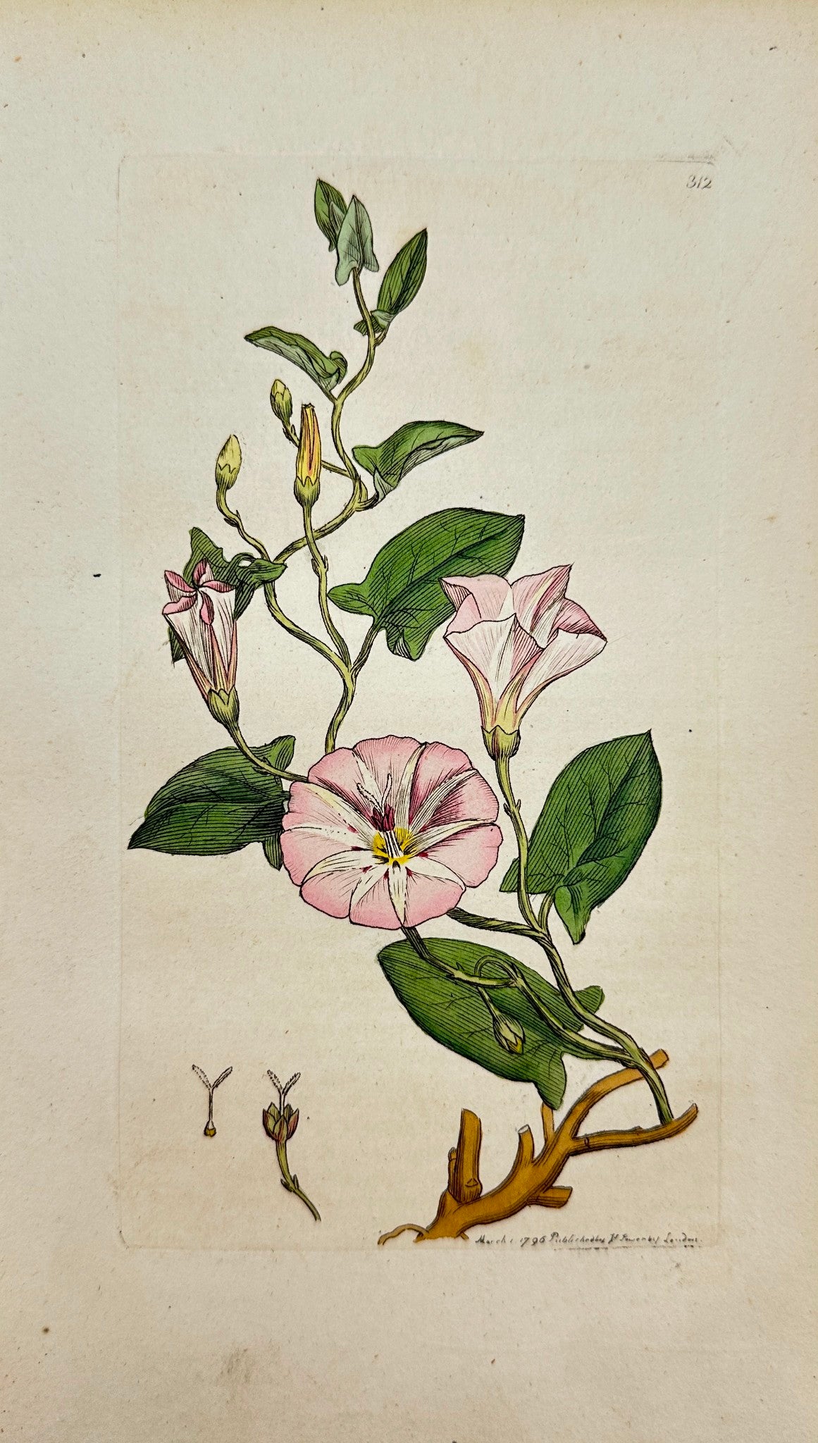 Antique Print - James Sowerby - Convolvulus Arvensis - Small Bind-weed - F1