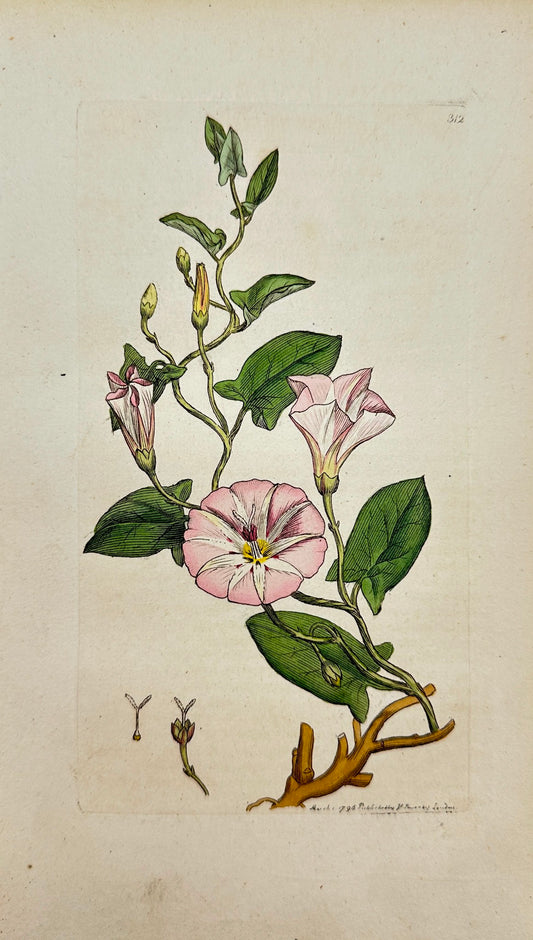 Antique Print - James Sowerby - Convolvulus Arvensis - Small Bind-weed - F1