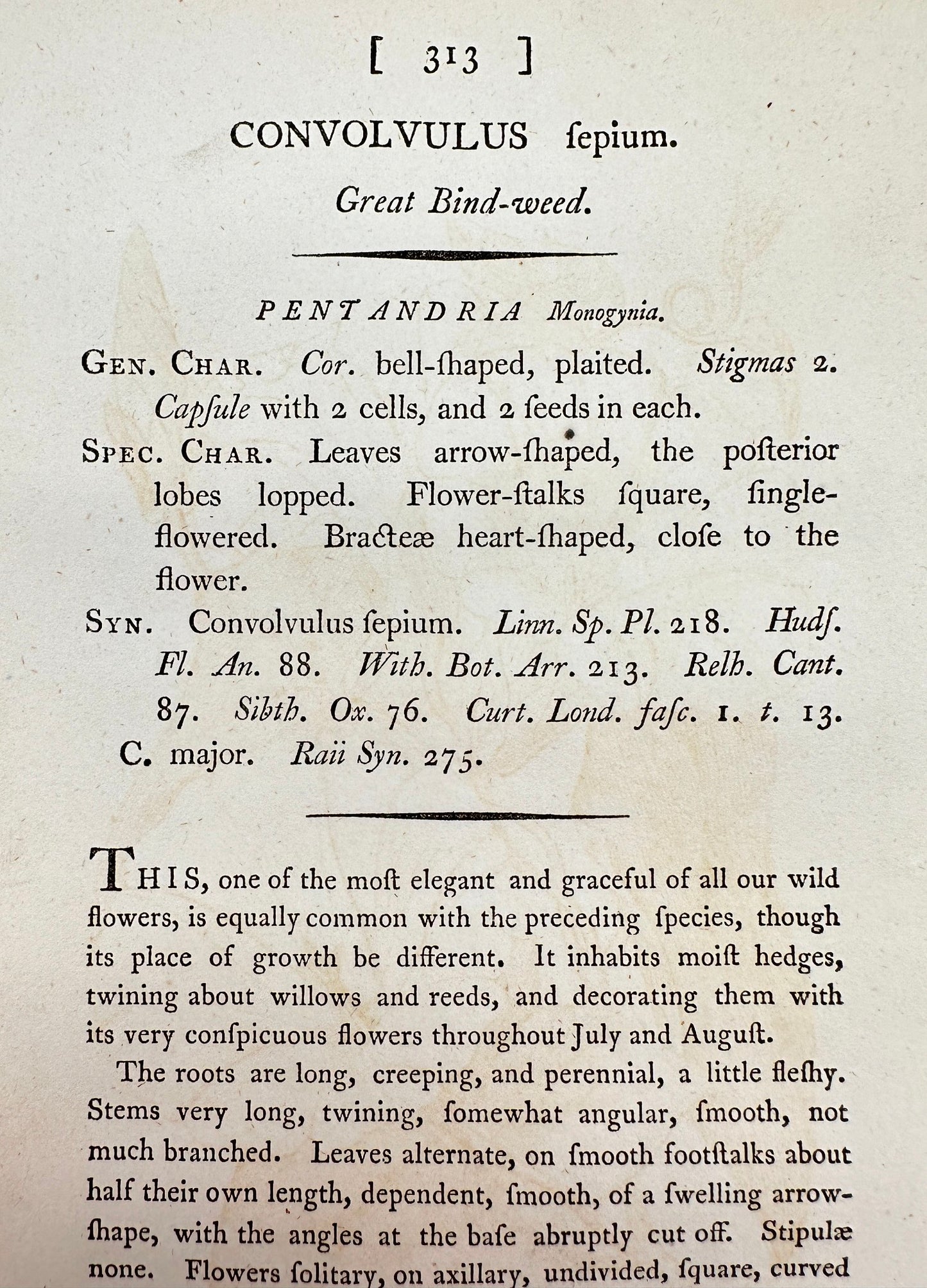 Antique Print - James Sowerby - Convolvulus Sepium - Great Bind-weed - F1