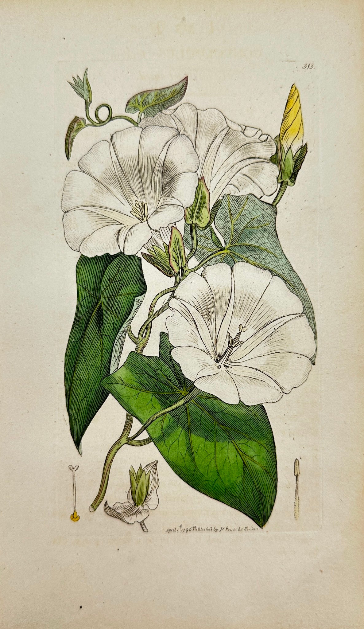 Antique Print - James Sowerby - Convolvulus Sepium - Great Bind-weed - F1