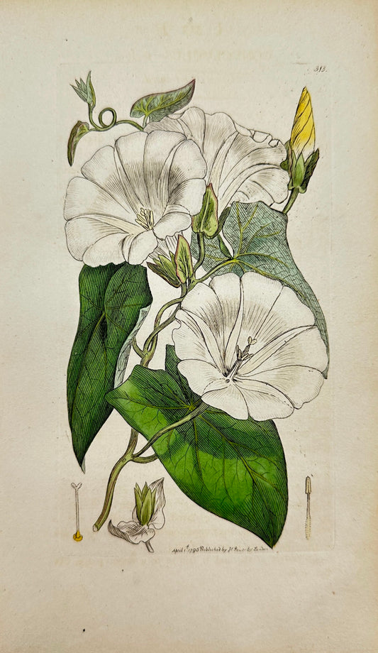Antique Print - James Sowerby - Convolvulus Sepium - Great Bind-weed - F1