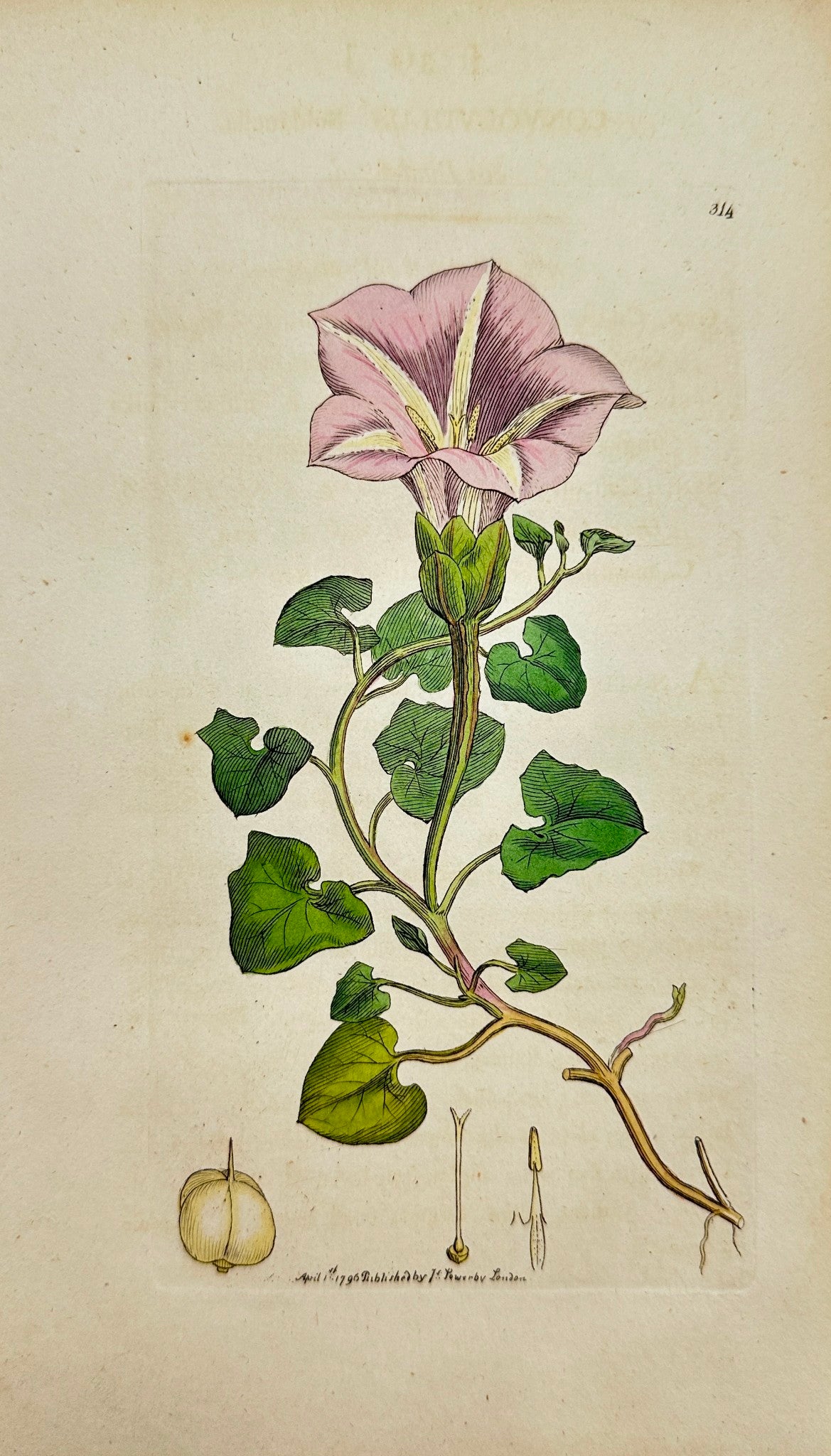 Antique Print - James Sowerby - Convolvulus Soldanella - Sea Bind-weed - F1