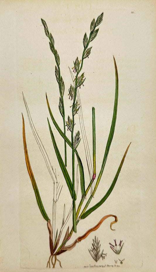 Antique Botanical Print - James Sowerby - Lolium Perenne - Perennial Darnel - F1
