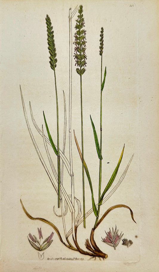 Antique Print - Sowerby - Cynosurus Cristatus - Crested Dog's-tail Grafs - F1