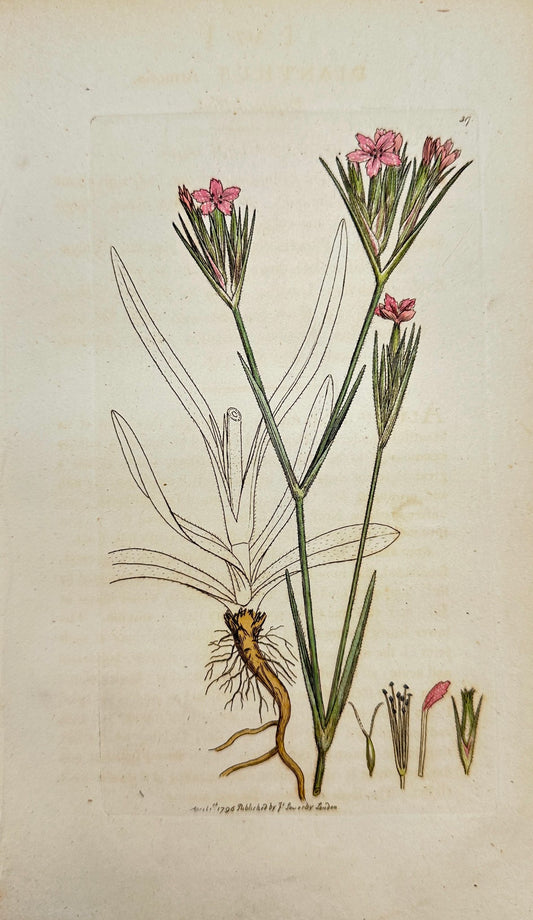 Antique Botanical Print - James Sowerby - Dianthus Armeria - Deptford Pink - F1