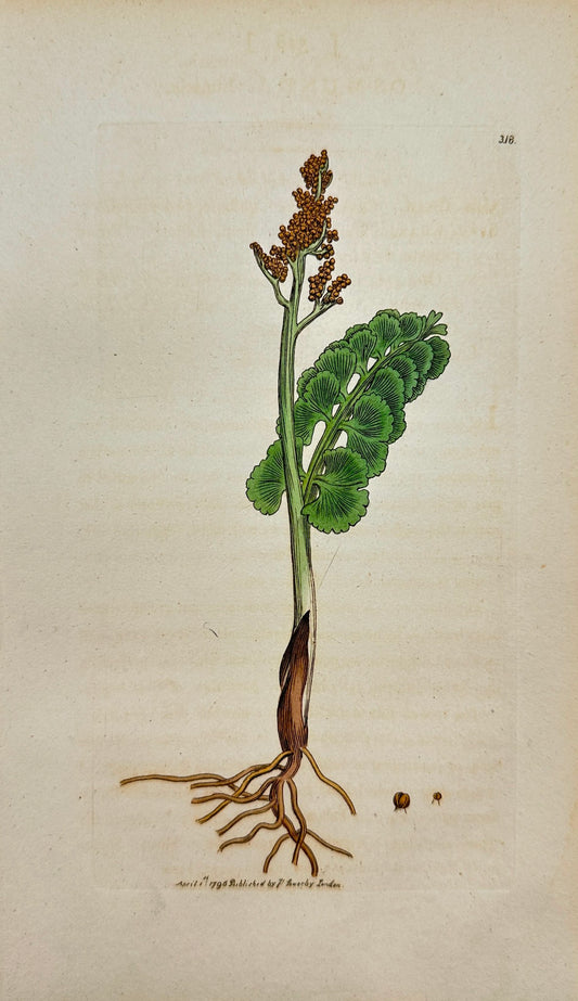 Antique Botanical Print - James Sowerby - Osmunda Lunaria - Moonwort - F1