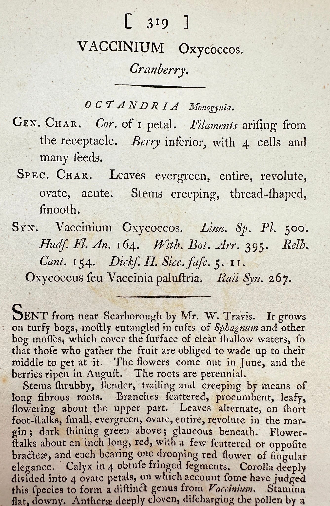 Antique Botanical Print - James Sowerby - Vaccinium Oxycoccos - Cranberry - F1
