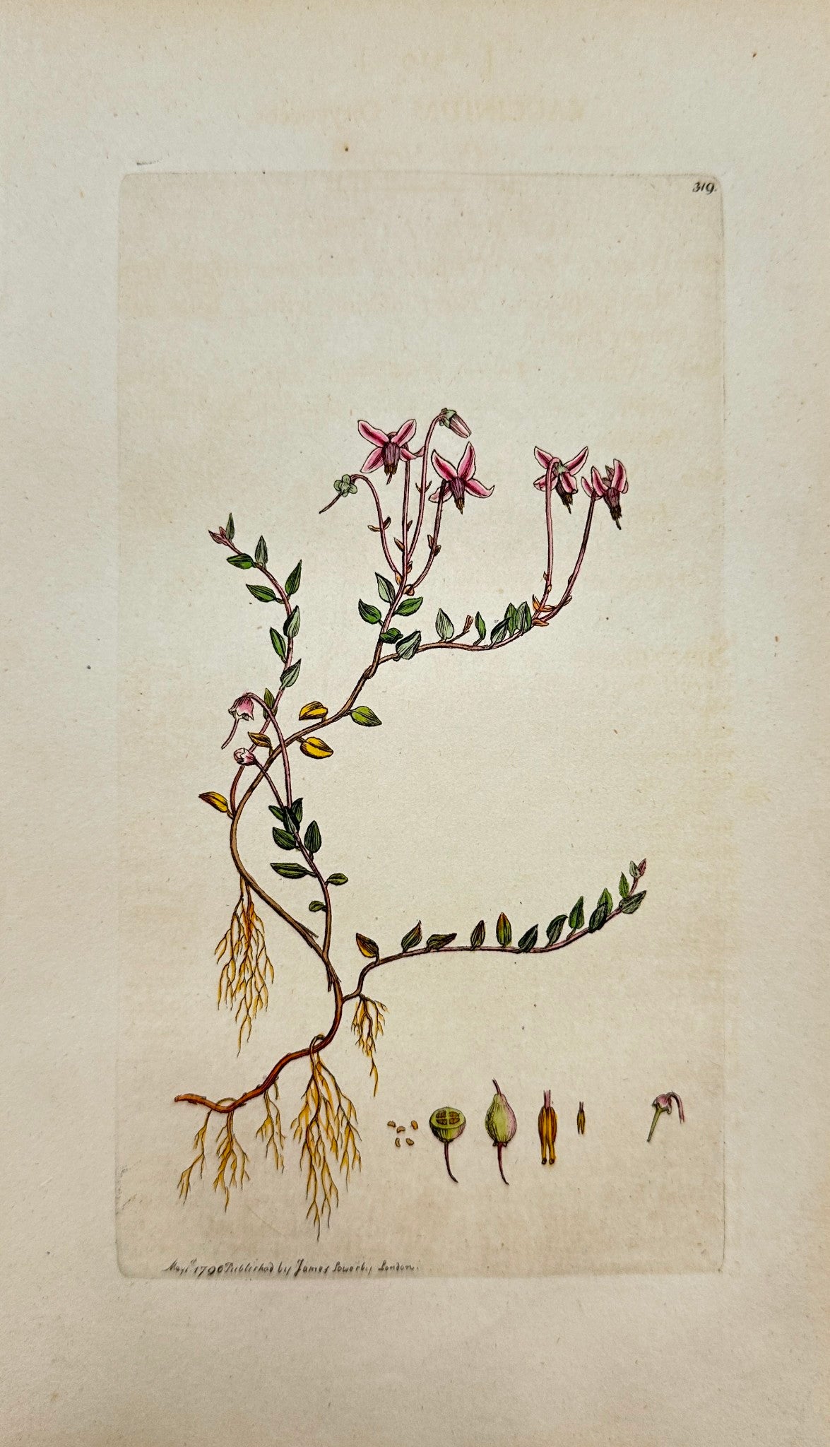 Antique Botanical Print - James Sowerby - Vaccinium Oxycoccos - Cranberry - F1